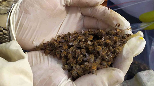 Mortandad de abejas - foto semana com