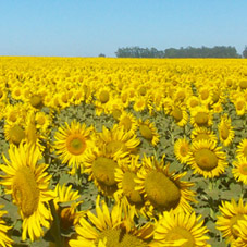 Girasol Baez Sierra de la Ventana - ESPACIO APICOLA 92