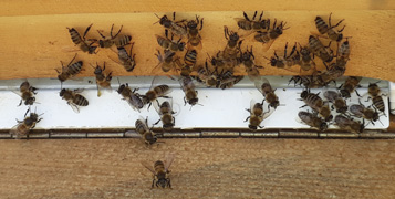 Apis mellifera anatolica