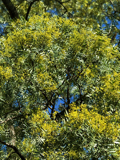 Schinopsis-lorentzii