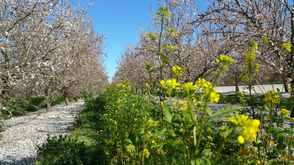 almond pollination