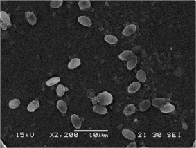Nosema apis