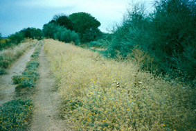 Centaurea solstitialis a la orilla de los caminos pampeanos