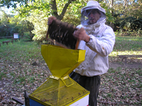 Incorporando abeja