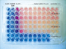 Achyrocline satureioides frente a Paenibacillus larvae