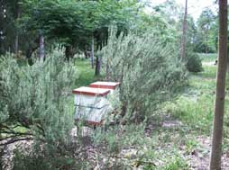 Colmenas entre plantas de romero