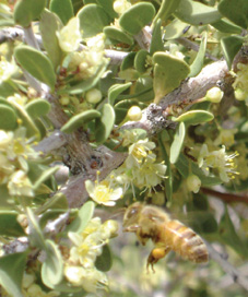 Schinus fasciculata