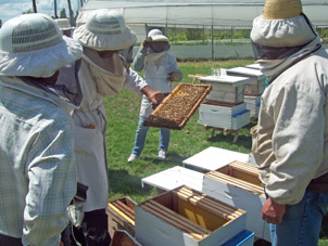 Concurso de Abejas Reinas