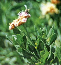 Tessaria absinthioides en Quebrada de Humahuaca