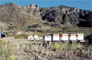 Precordillera - Piedemonte - Mendoza