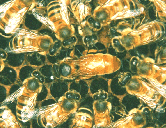 Abeja Reina y corte